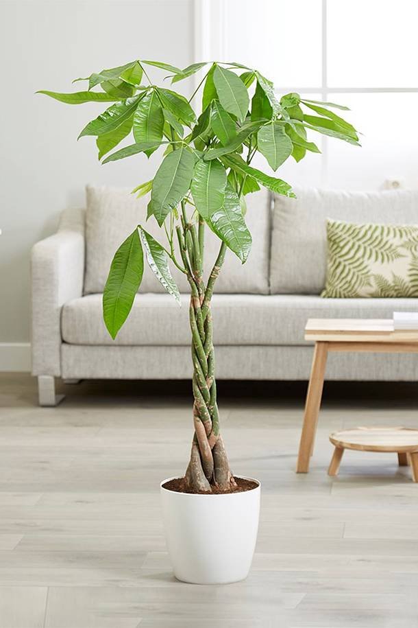 Buy Twisted Pachira | Plantshop.me UAE