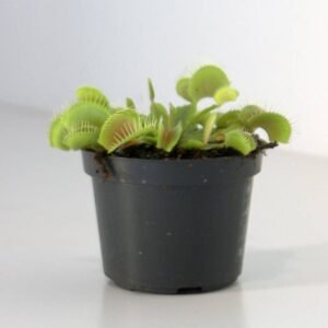 Buy Venus Fly Trap - Carnivorous Plant for Home & Office