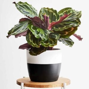 Calathea Medallion - Indoor Plants | Plantshop.me