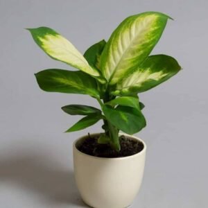 Dieffenbachia Camilla - Table Top - Indoor Plants | Plantshop.me
