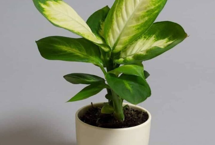 Dieffenbachia Camilla - Table Top - Indoor Plants | Plantshop.me