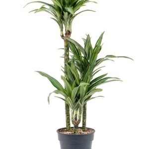Dracaena Fragrans Warneckii - Indoor Plants | Plantshop.me