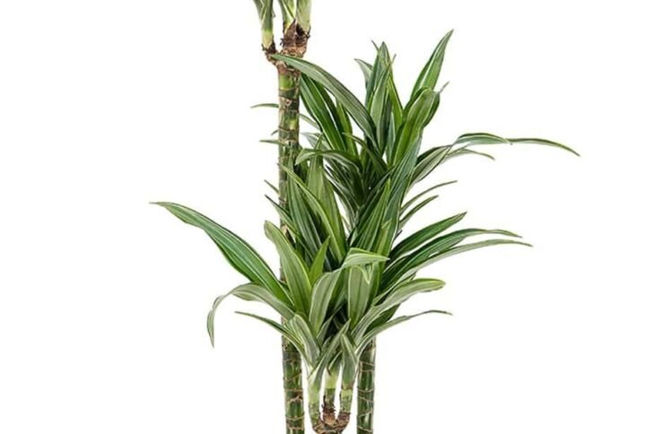 Dracaena Fragrans Warneckii - Indoor Plants | Plantshop.me