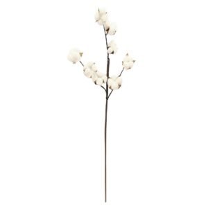 Dried Cotton Stem - Terrarium | Plantshop.me