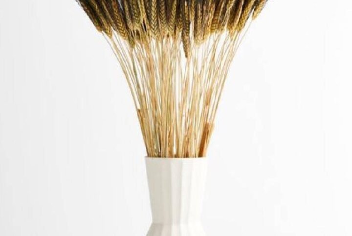 Dried Triticum (Wheat) - Blackbeard Bunch | Plantshop.me UAE