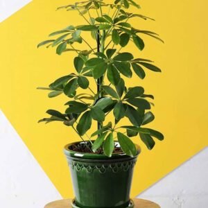 Dwarf Umbrella Tree - Schefflera - Indoor Plants | Plantshop.me