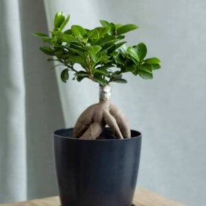 Ginseng Bonsai Small - Bonsai - Outdoor Plants | Plantshop.me