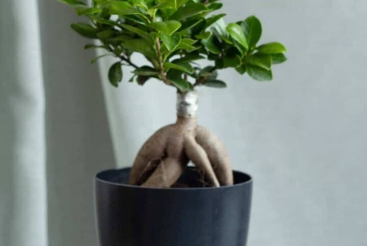 Ginseng Bonsai Small - Bonsai - Outdoor Plants | Plantshop.me