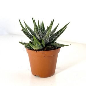 Haworthia Dwarf Aloe - Succulents - Indoor Plants | Plantshop.me