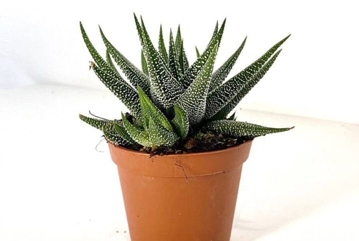 Haworthia Dwarf Aloe - Succulents - Indoor Plants | Plantshop.me