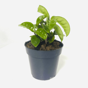 Hoya Krinkle -Flowering - Indoor Plants | Plantshop.me