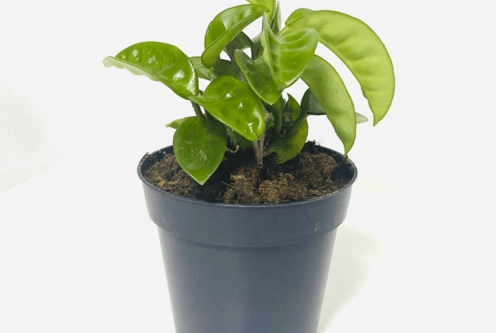 Hoya Krinkle -Flowering - Indoor Plants | Plantshop.me