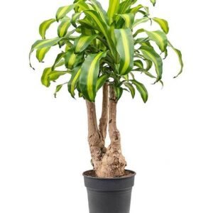 Massangeana Branched - Dracaena - Indoor Plants | Plantshop.me