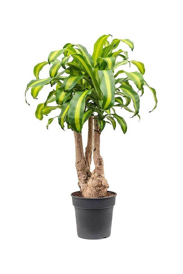 Massangeana Branched - Dracaena - Indoor Plants | Plantshop.me