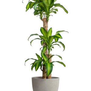 Massangeana - Dracaena - Indoor Plants | Plantshop.me