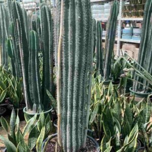 Mexican Giant Cardon Cactus - Outdoor Plants | Plantshop.me