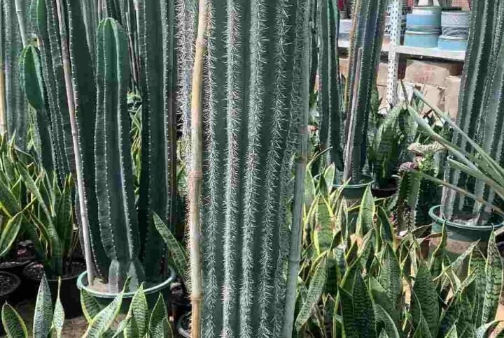 Mexican Giant Cardon Cactus - Outdoor Plants | Plantshop.me