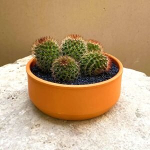 Mono Cactus - Terrarium | Plantshop.me