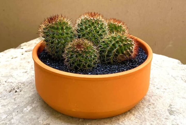 Mono Cactus - Terrarium | Plantshop.me