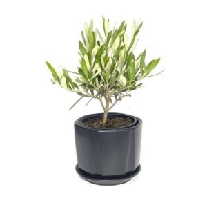 Olive Dwarf Indoor - Exotic - Indoor Plants | Plantshop.me