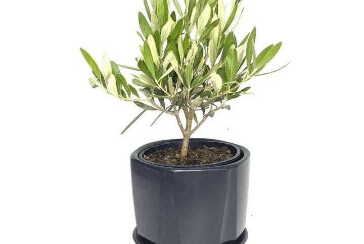 Olive Dwarf Indoor - Exotic - Indoor Plants | Plantshop.me