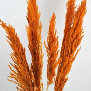 Order Preserved Orange Pampas Grass | Plantshop.me UAE