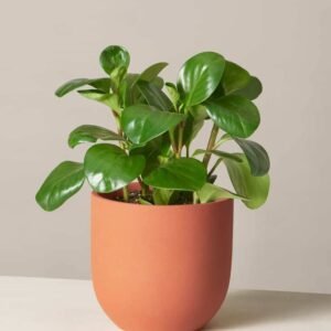 Peperomia Obtusifolia - Indoor Plants | Plantshop.me