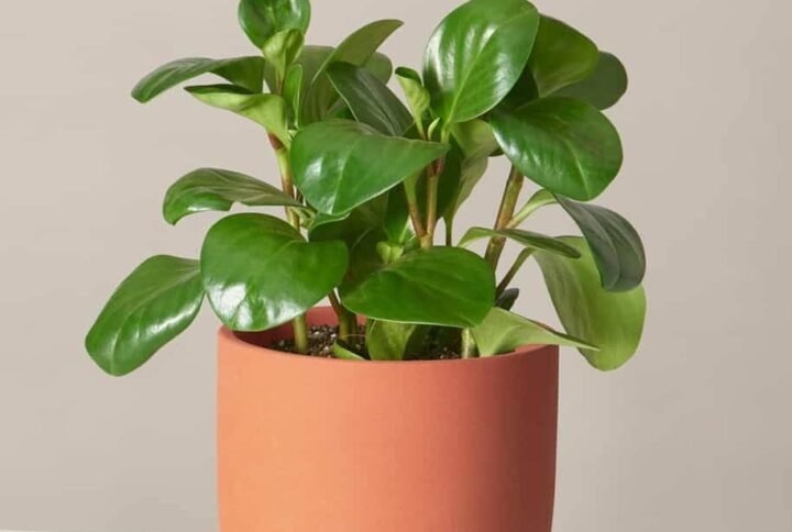 Peperomia Obtusifolia - Indoor Plants | Plantshop.me