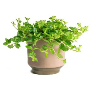 Peperomia Roundifolia - Indoor Plants | Plantshop.me