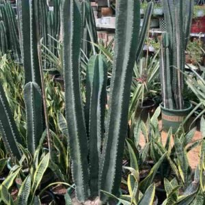 Peruvian Apple Cactus - Outdoor Plants | Plantshop.me