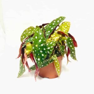 Polka Dot Begonia - Indoor Plants | Plantshop.me