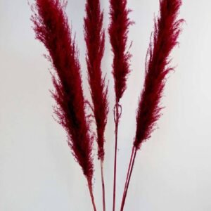 Preserved Pampas Grass Burgundy - Terrarium | Plantshop.me