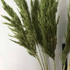 Preserved Pampas Grass Green - Terrarium | Plantshop.me