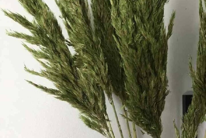 Preserved Pampas Grass Green - Terrarium | Plantshop.me