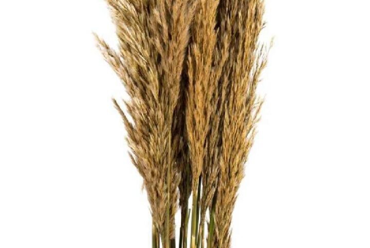 Preserved Plume Reed Natural - Terrarium | Plantshop.me