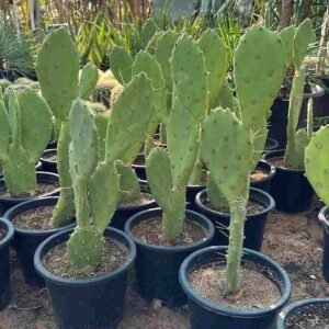 Prickly Pears - Cactus- Indoor Plants | Plantshop.me