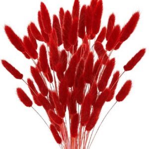 Purchase Dried Bunny Tails (Lagurus) | Plantshop.me
