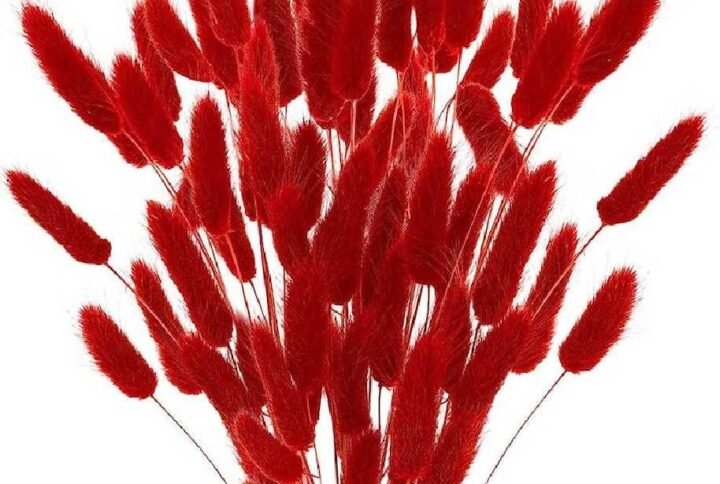 Purchase Dried Bunny Tails (Lagurus) | Plantshop.me