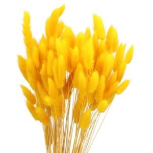 Purchase Dried Bunny Tails (Lagurus) Yellow | Plantshop.me