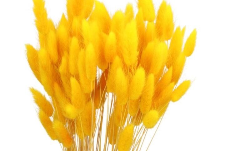 Purchase Dried Bunny Tails (Lagurus) Yellow | Plantshop.me