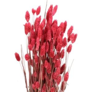 Purchase Dried Phalaris Pink | Plantshop.me