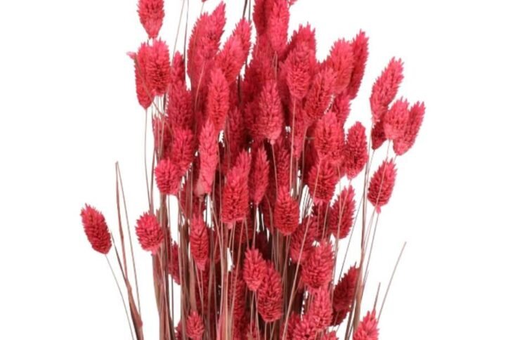 Purchase Dried Phalaris Pink | Plantshop.me