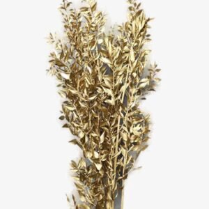 Purchase Gold Dried Ruscus | Plantshop.me