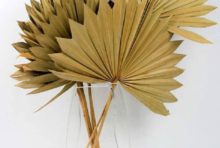 Purchase Preserved Sun Palm | Exotic Decor at Plantshop.me