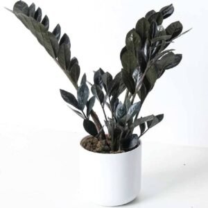 Raven ZZ for Sale Online | Quick Delivery in the UAE | Plantshop.me