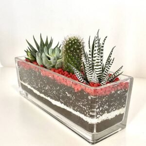 Recta Medium - Terrarium | Plantshop.me
