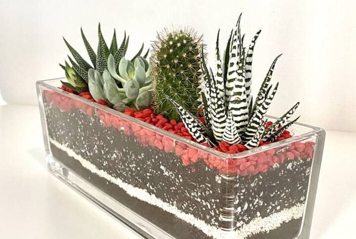 Recta Medium - Terrarium | Plantshop.me