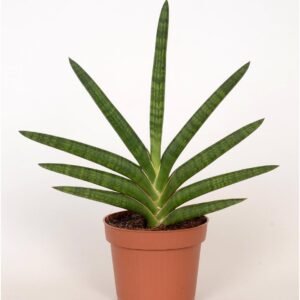 Sansevieria Motum - Air Purifying - Indoor Plants | Plantshop.me