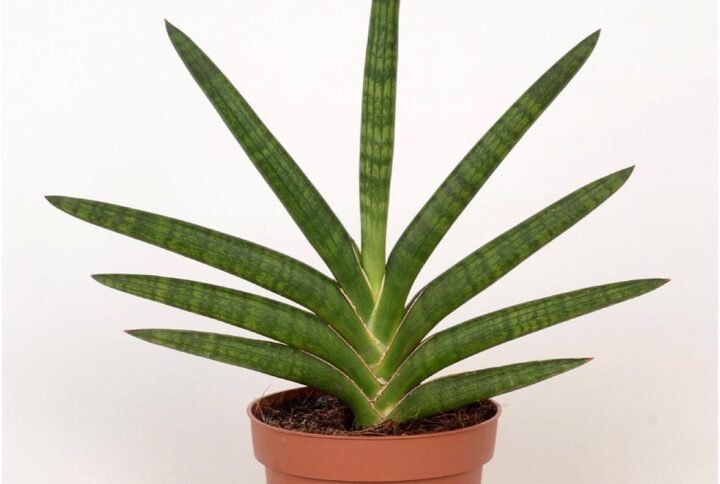 Sansevieria Motum - Air Purifying - Indoor Plants | Plantshop.me