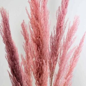 Shop Pink Preserved Pampas Grass | Plantshop.me UAE
